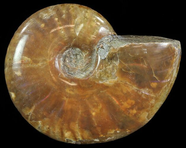 Polished Red Iridescent Ammonite - Wide #66653